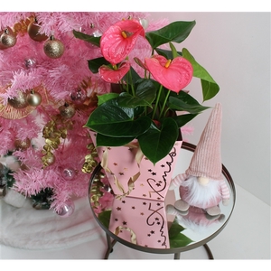 Anthurium XL.31 Arisa Pink 14cm in kerst tasje