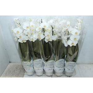 PHALAENOPSIS P12 BRANCO 2 HT