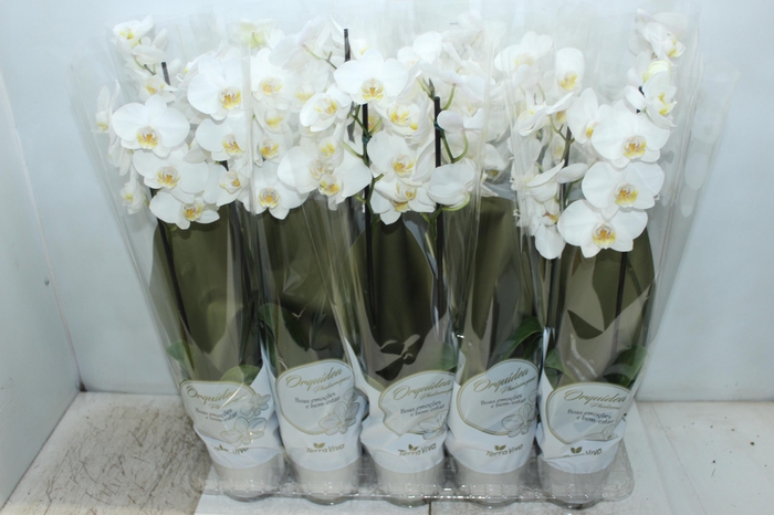 PHALAENOPSIS P12 BRANCO 2 HT
