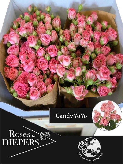 <h4>R TR CANDY YO-YO</h4>