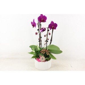 arr2 PL - Ker. pot ribbel roma Phal.