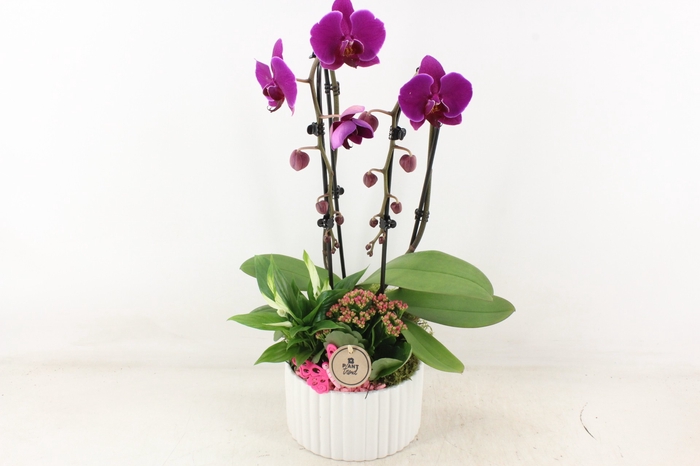 <h4>arr2 PL - Ker. pot ribbel roma Phal.</h4>
