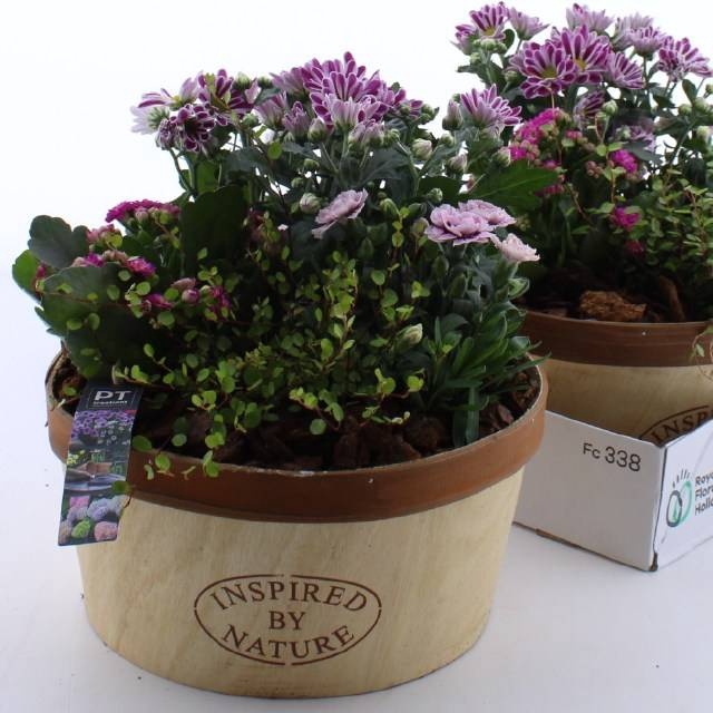 <h4>ARR TUINPLANTEN</h4>