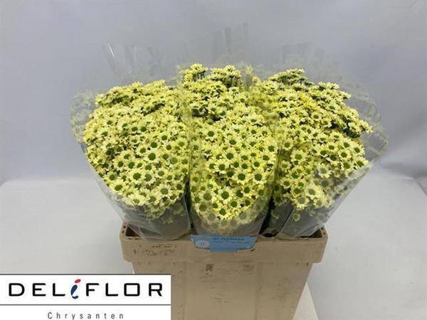 <h4>CHR SAN BOUNC CREAM</h4>