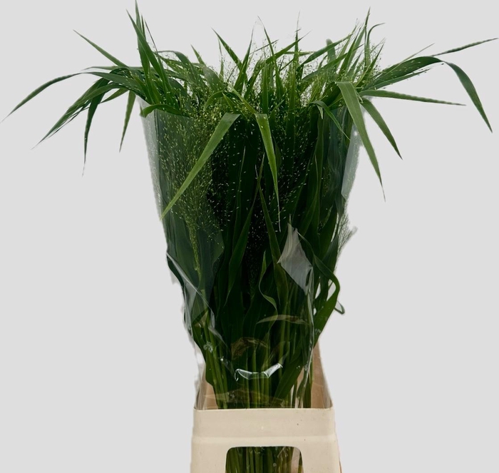 <h4>PANIC VI FONTAINE</h4>