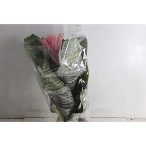 AECHMEA FASCIATA P17