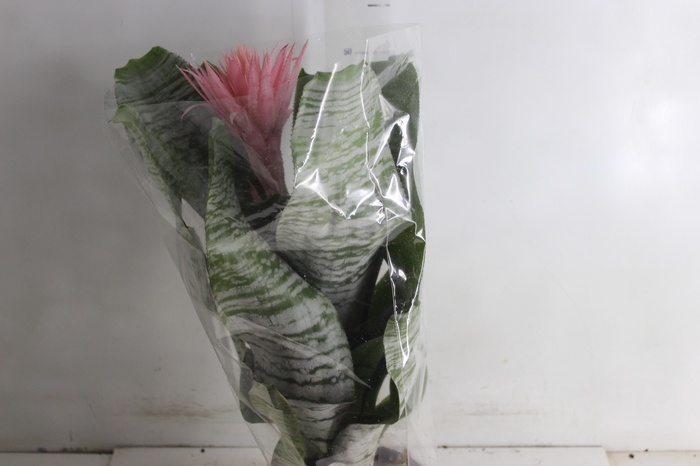 <h4>AECHMEA FASCIATA P17</h4>