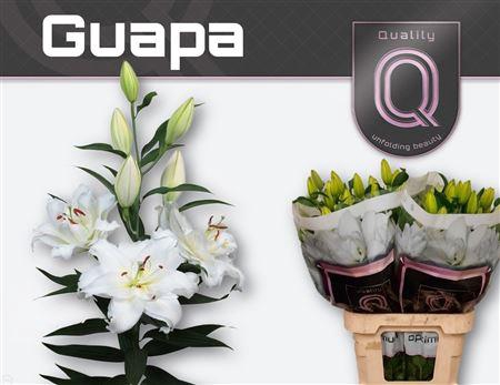 <h4>Li Or Du Guapa</h4>
