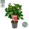 Camellia japonica
