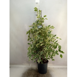 Ficus benja. 'Twilight'