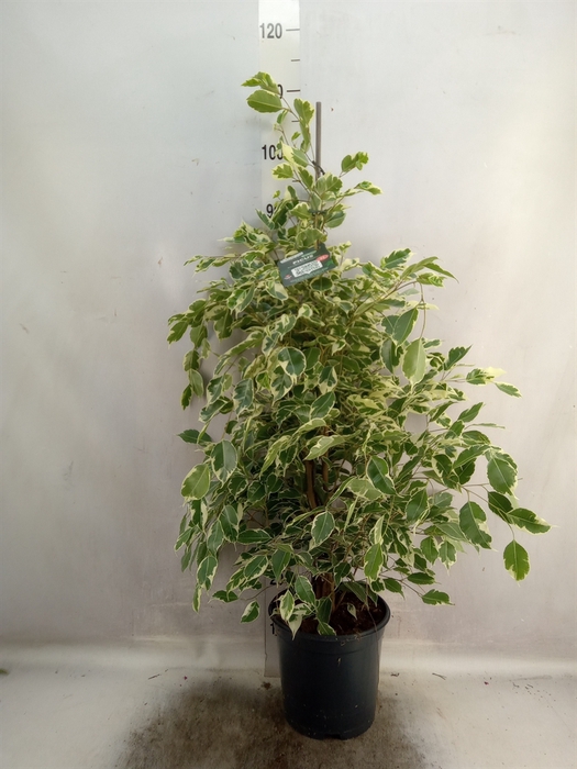 <h4>Ficus benja. 'Twilight'</h4>