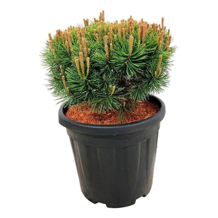 <h4>Pinus mugo 'Mops'</h4>