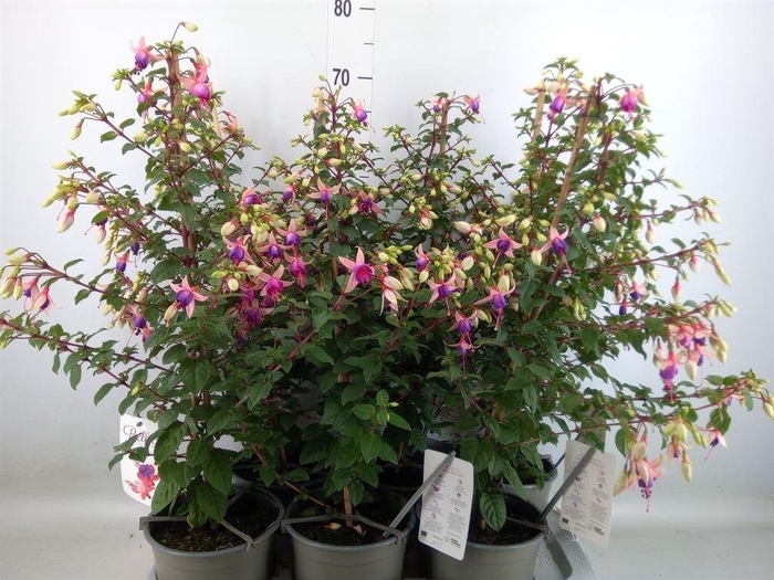 <h4>Fuchsia  'Rosalien'</h4>