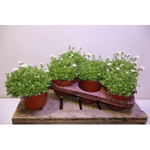 Saxif Ar Marto White