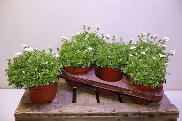 <h4>Saxif Ar Marto White</h4>