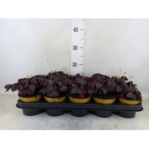 Oxalis trian.