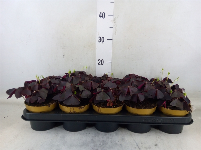 <h4>Oxalis trian.</h4>
