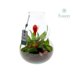 Green Bottle Olaf Medium met Bromelia arrangement