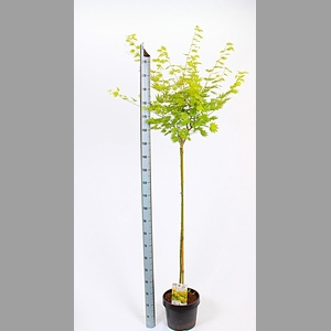 ACER SH JORDAN