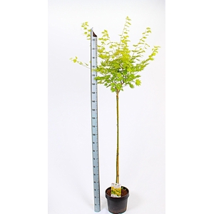 ACER SH JORDAN