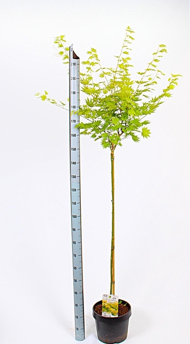 <h4>ACER SH JORDAN</h4>