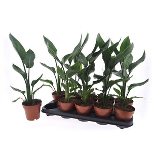 Strelitzia reginae without flower 12Ø 40cm 1pp