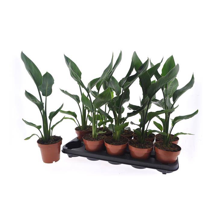 <h4>Strelitzia reginae without flower 12Ø 40cm 1pp</h4>
