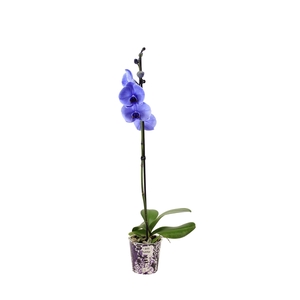 Potcover I Am Purple Phal I Am Purple 1T9+