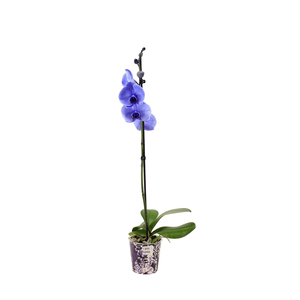 <h4>Potcover I Am Purple Phal I Am Purple 1T9+</h4>