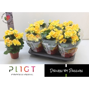 Begonia half Nadine 14Ø 40cm