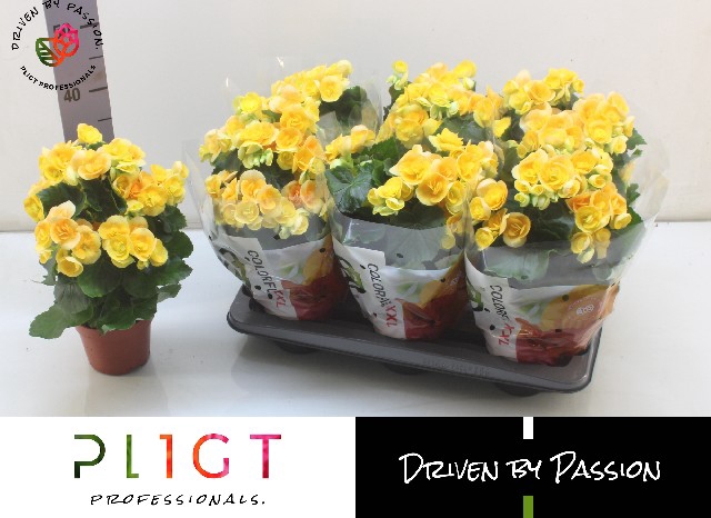 Begonia half Nadine 14Ø 40cm