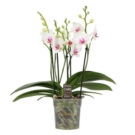 <h4>PHAL BOQUETTO PASSIONE WHITE BLUSH</h4>