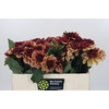 Dahlia Creme de Cognac