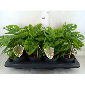 Monstera obliqua 'Leichtlinii'