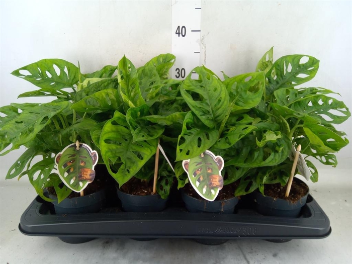 <h4>Monstera obliqua 'Leichtlinii'</h4>