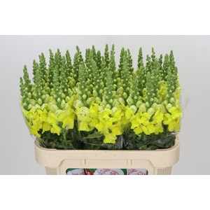 Antirrhinum Legend Yellow