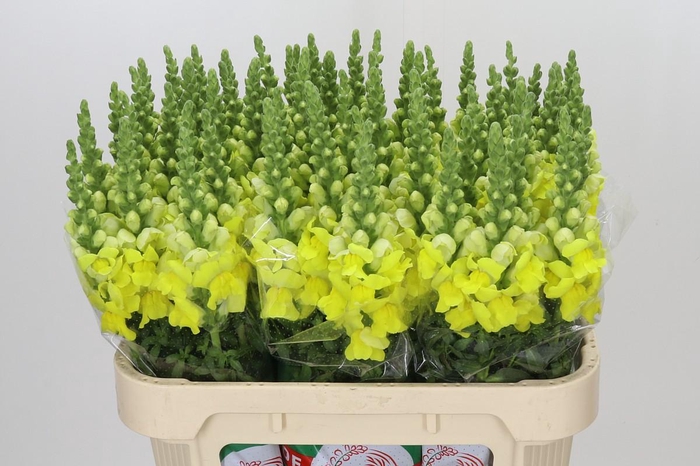 Antirrhinum Legend Yellow
