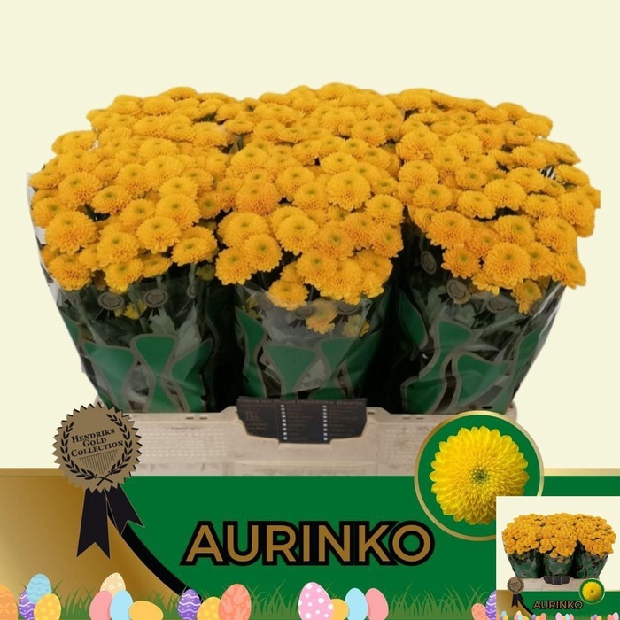 <h4>Chr San Aurinko</h4>