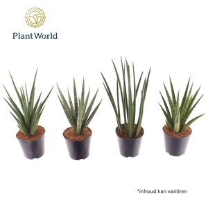 Sansevieria Cylindrica