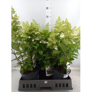 Hydrangea pan.
