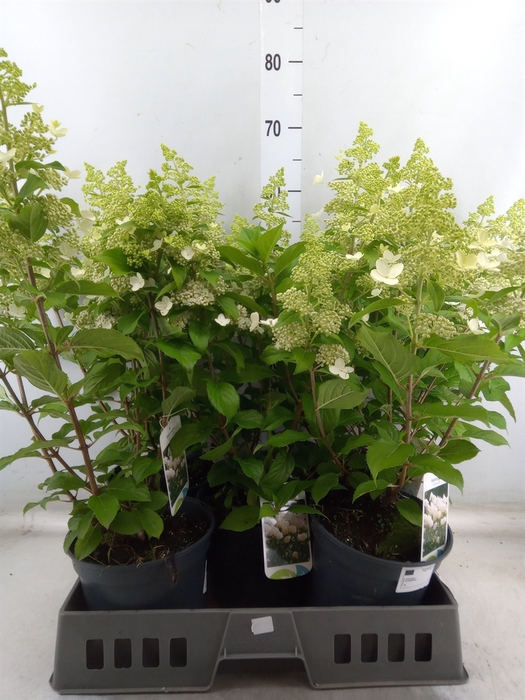 <h4>Hydrangea pan.</h4>
