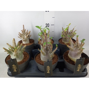 Adenium NB 'Ansu Baobab'