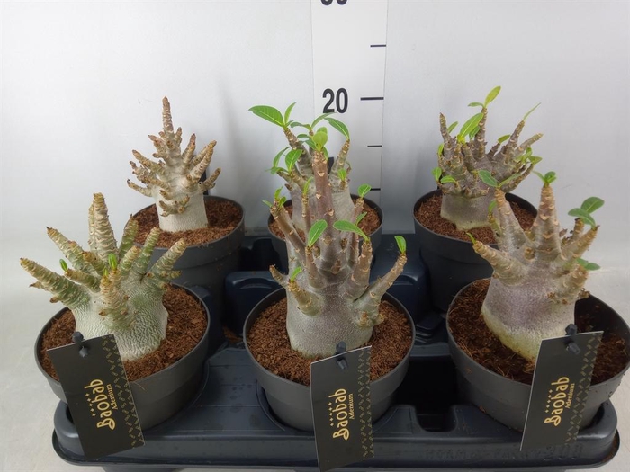 <h4>Adenium NB 'Ansu Baobab'</h4>