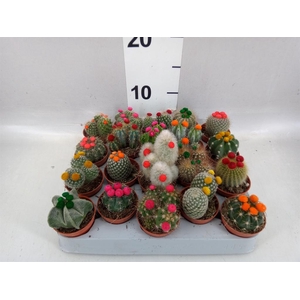 Cactus   ...decorated