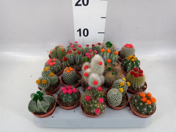<h4>Cactus   ...decorated</h4>
