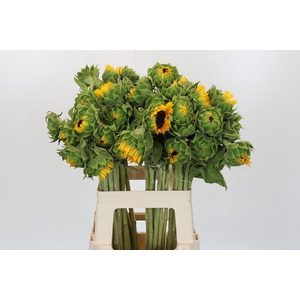 Helianthus Orange Fire