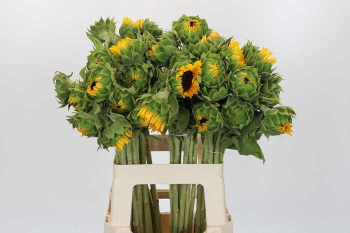 Helianthus Orange Fire