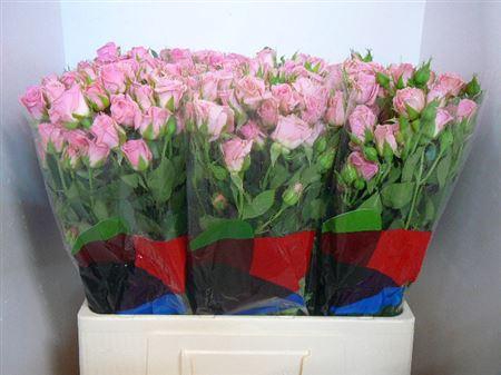 <h4>R Tr Odilia</h4>