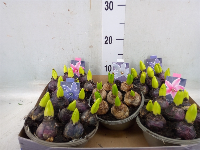 <h4>Hyacinthus orie.   ...mix</h4>