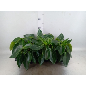 Peperomia
